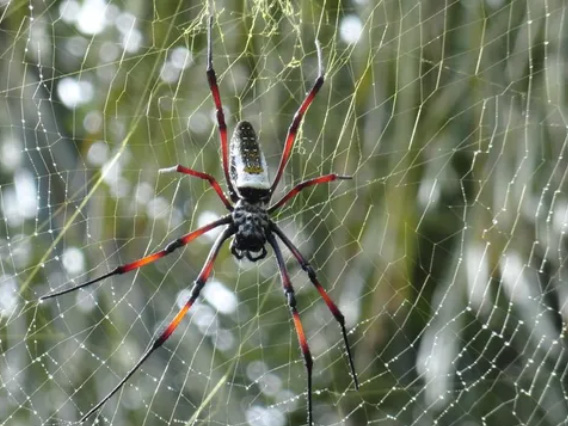 Help to reduce the number of spiders in your home