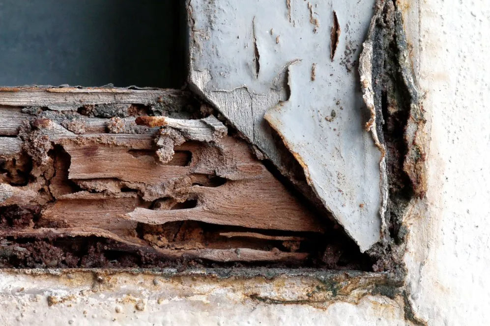 Termites can eat through a house quickly