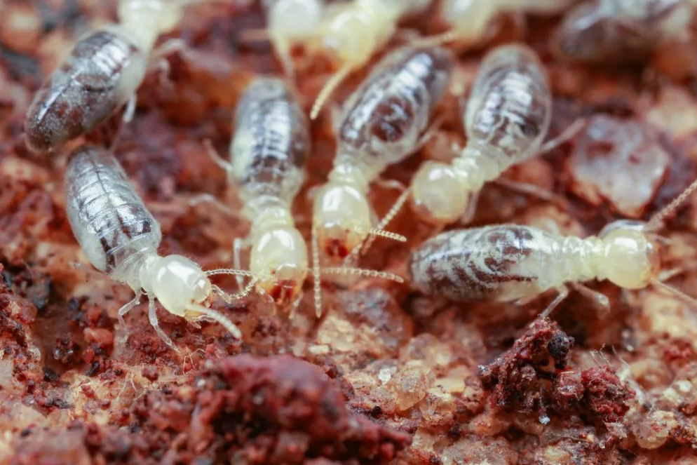 Termites infestations are serious business